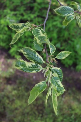 Castanea sativa 'Variegata' - kaštanovník jedlý - listy jaro